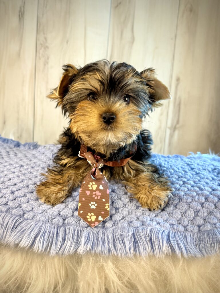 IMG 2526 Yorkshire Terrier Puppy