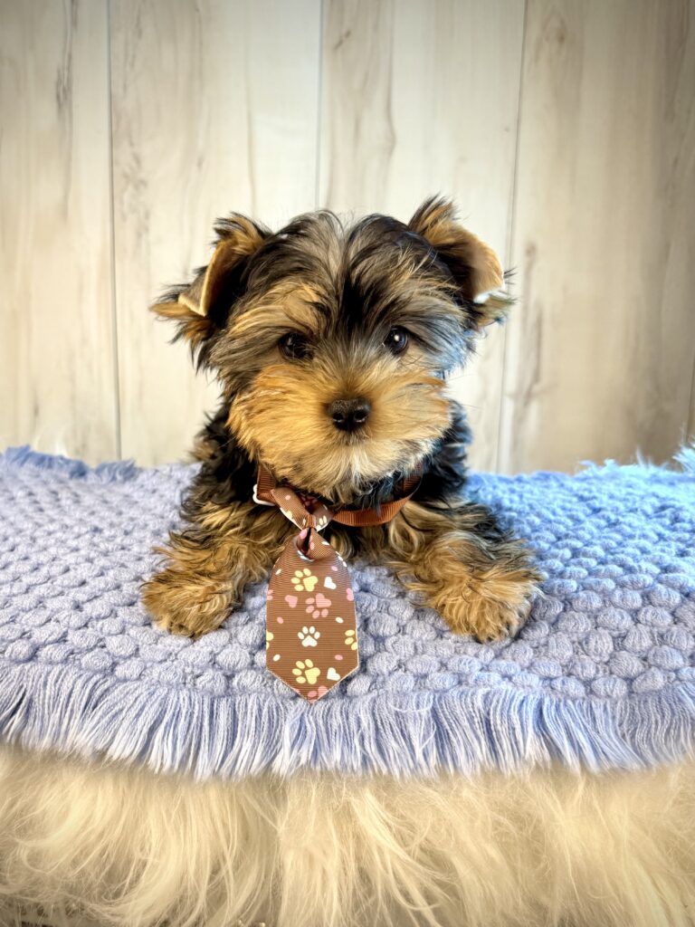 IMG 2528 Yorkshire Terrier Puppy