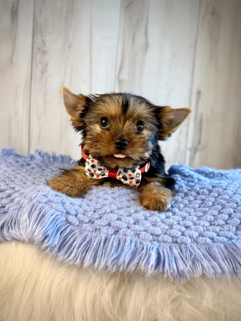 IMG 2558 Yorkshire Terrier Puppy