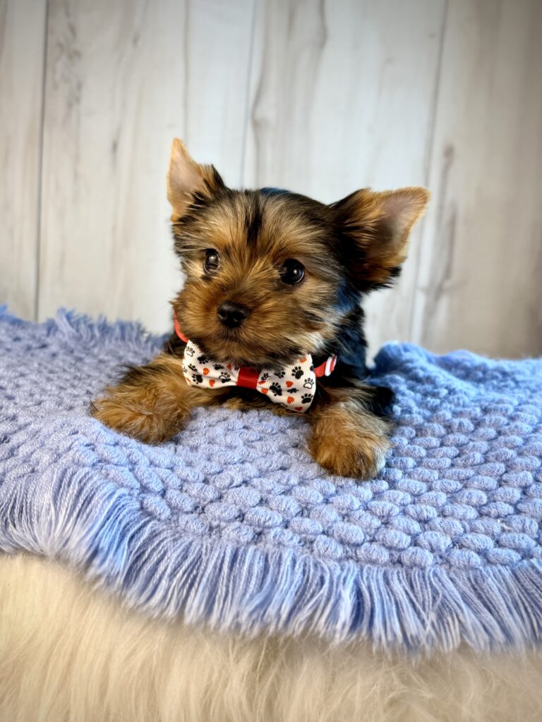IMG 2562 Yorkshire Terrier Puppy
