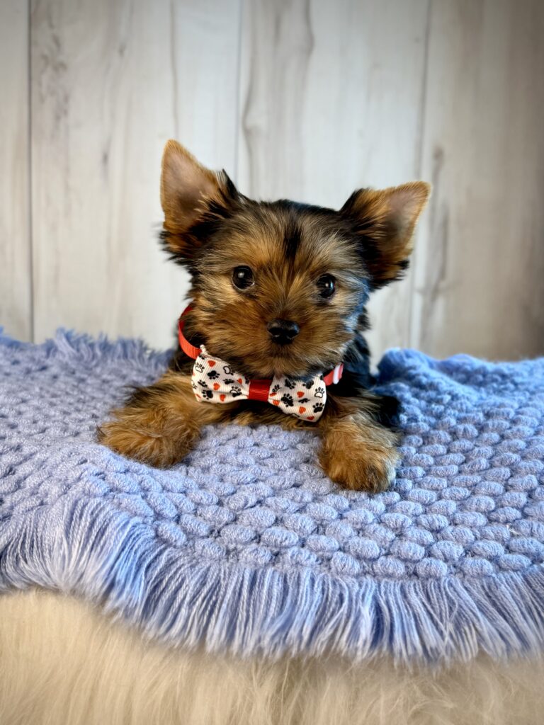 IMG 2563 Yorkshire Terrier Puppy