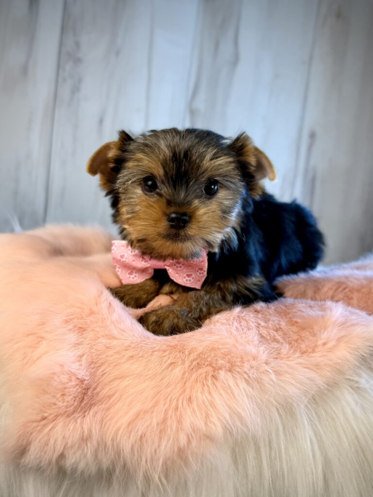 IMG 2579 Yorkshire Terrier Puppy