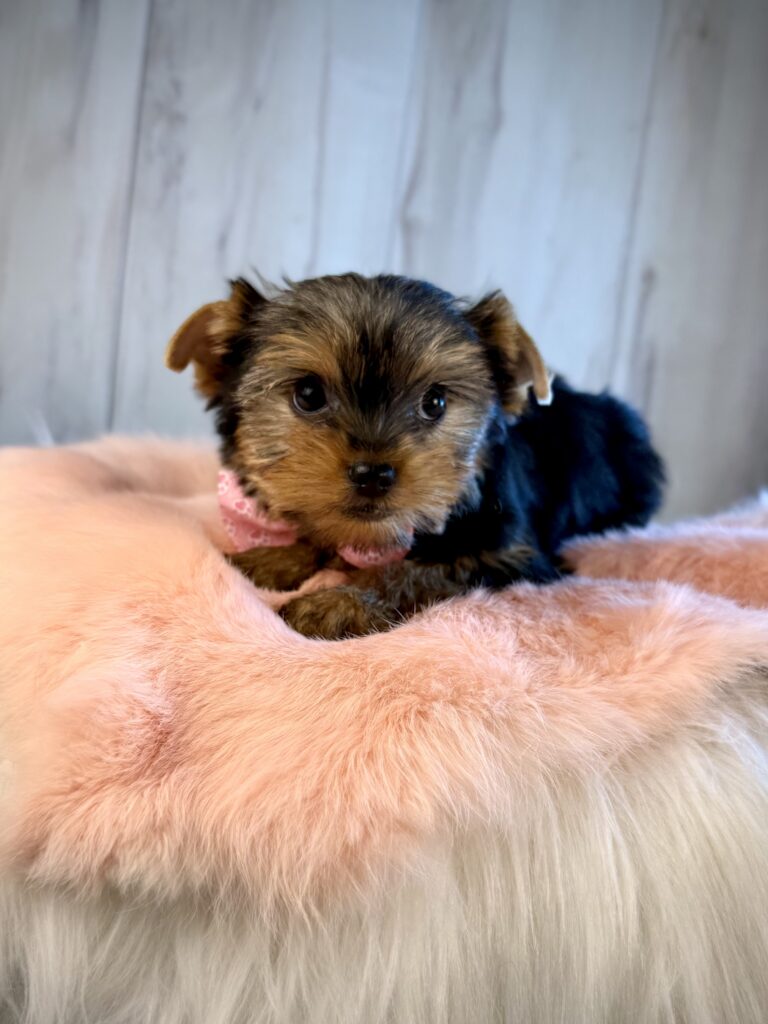 IMG 2583 Yorkshire Terrier Puppy