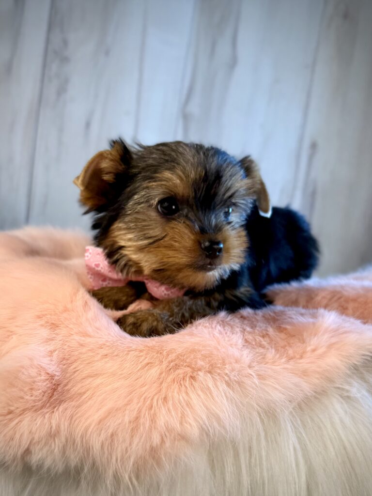 IMG 2584 Yorkshire Terrier Puppy