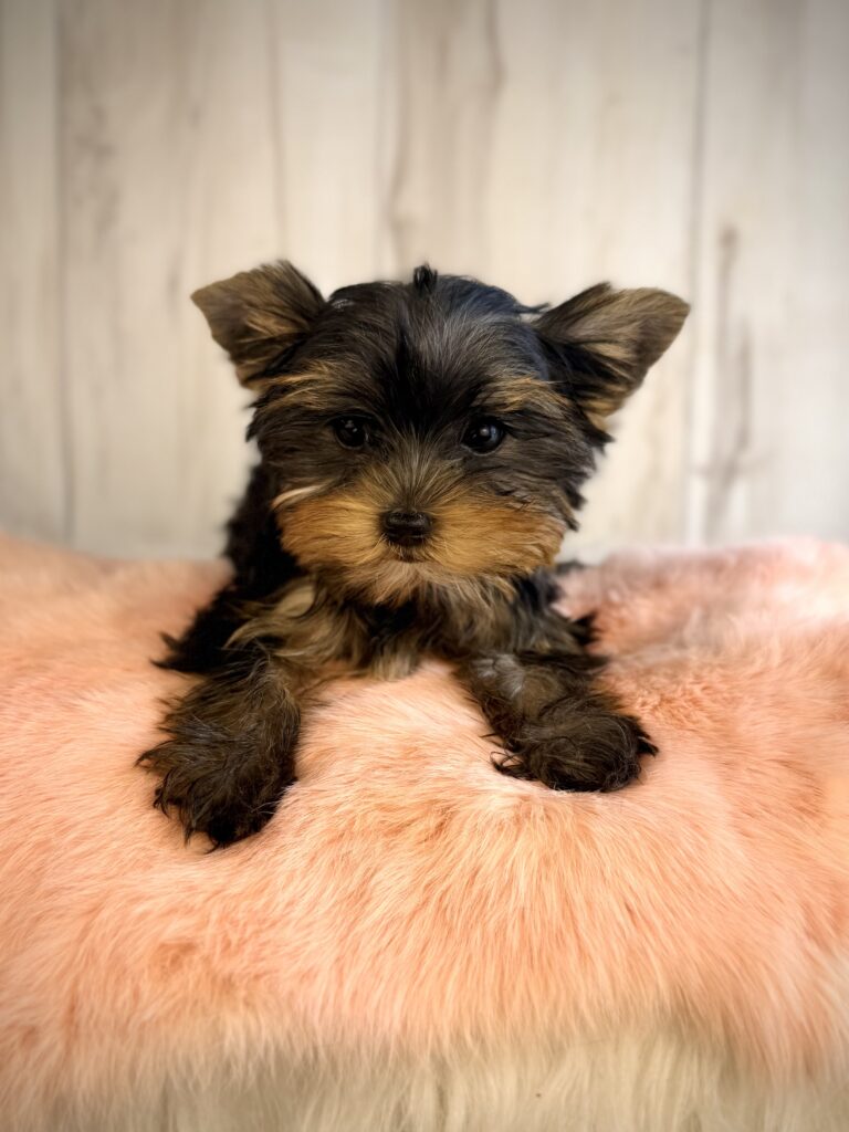 IMG 3749 Yorkshire Terrier Puppy