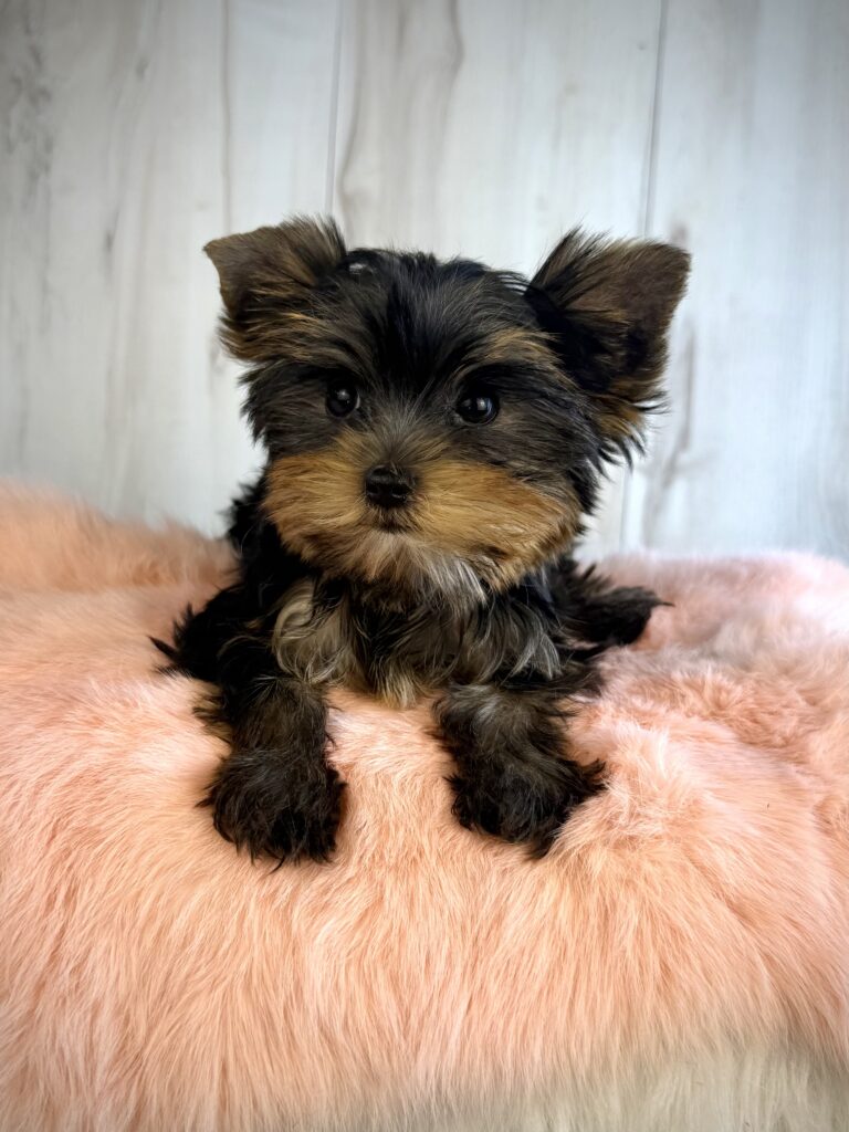 IMG 3763 Yorkshire Terrier Puppy