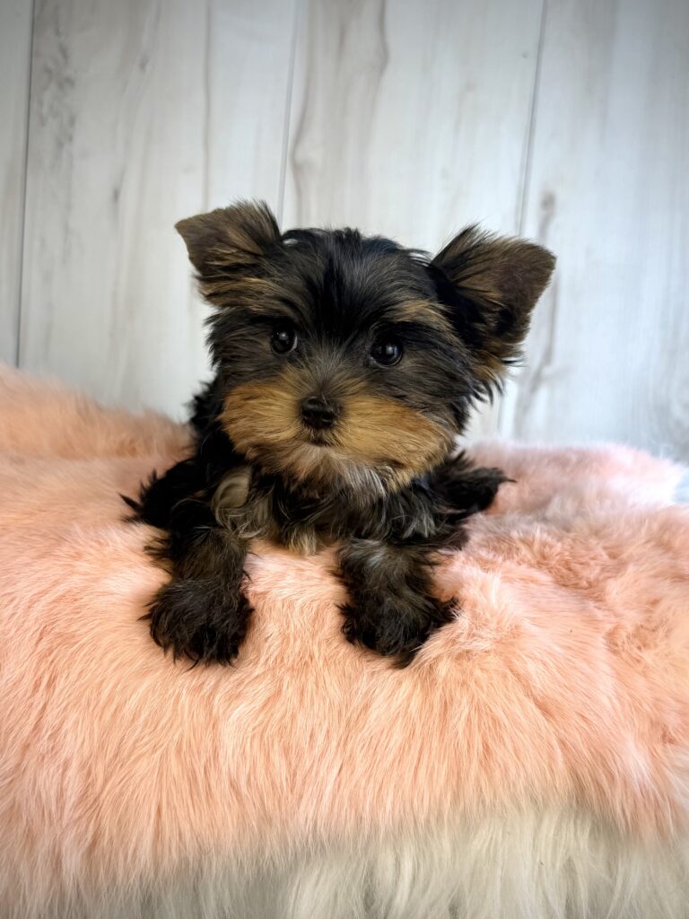 IMG 3768 Yorkshire Terrier Puppy