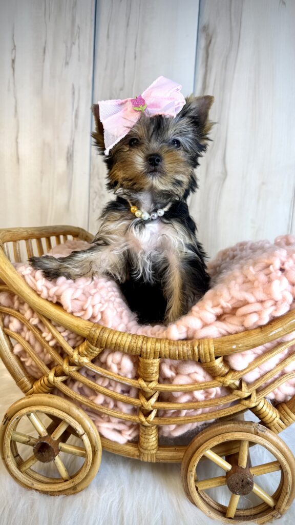 IMG 4361 Yorkshire Terrier Puppy