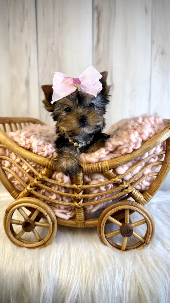 IMG 4364 Yorkshire Terrier Puppy