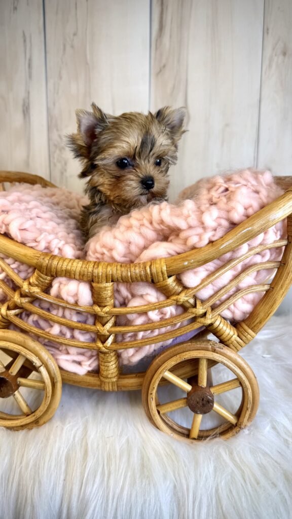 IMG 4397 Yorkshire Terrier Puppy