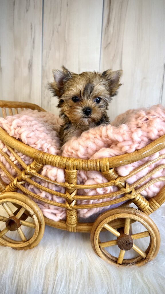 IMG 4399 Yorkshire Terrier Puppy