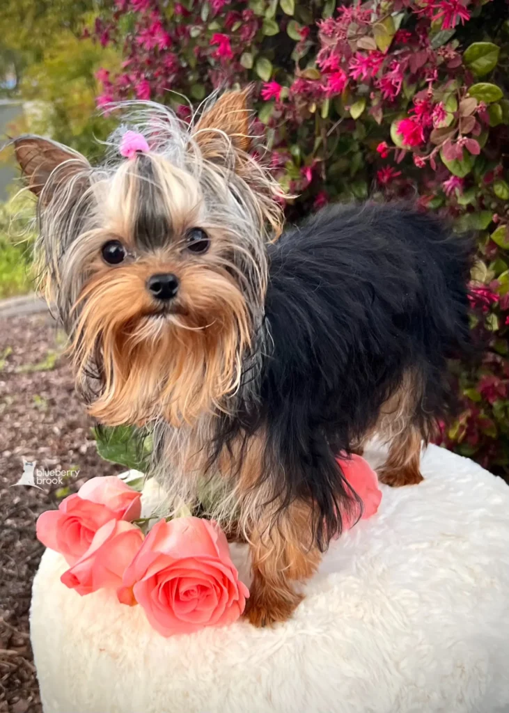 Blueberry Brook Yorkie puppy in Roseville, California